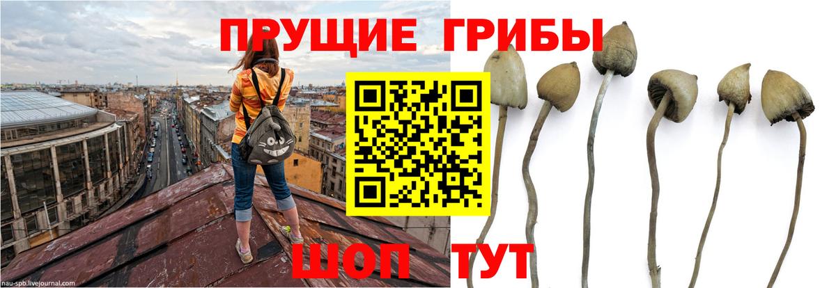 Галлюциногенные грибы прущие грибы Волгодонск
